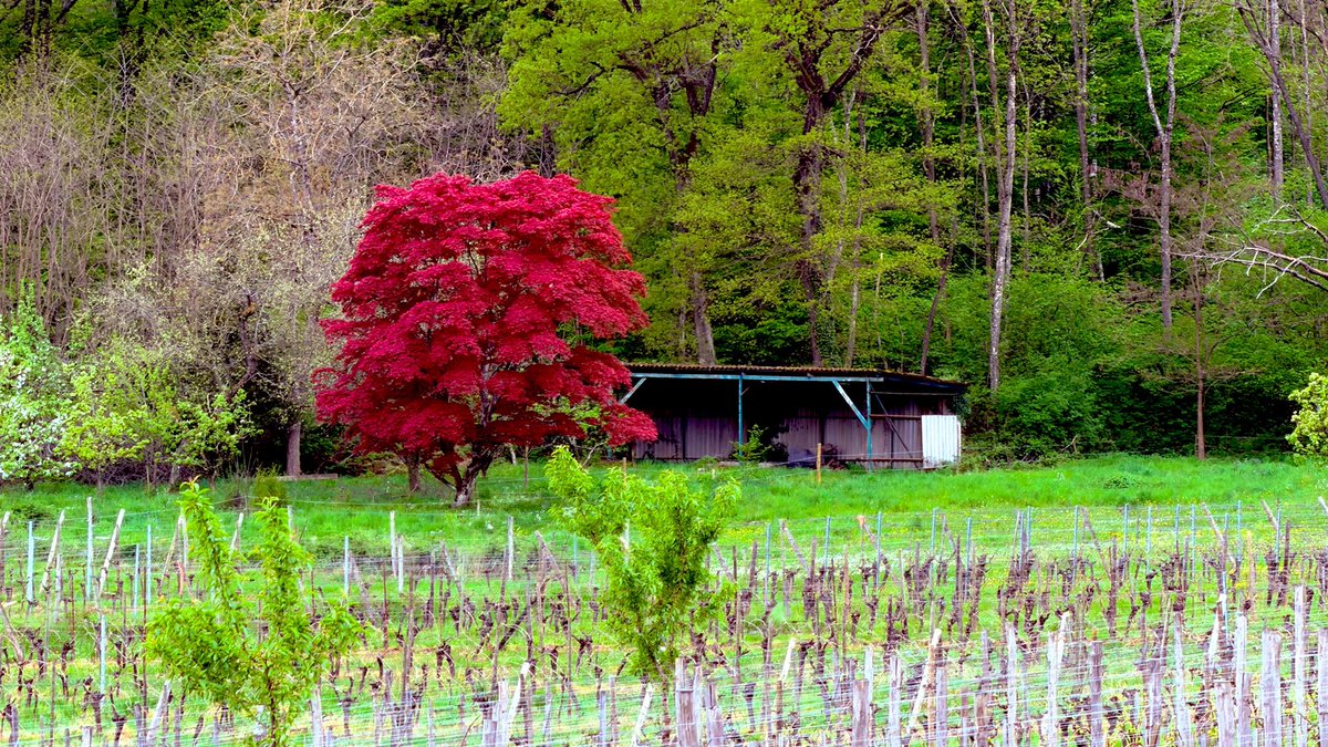 sandracolard's tweet image. Un week-end ensoleillé, ce n’était pas gagné ! #Mittelbergheim et #MontSaintOdile #Alsace