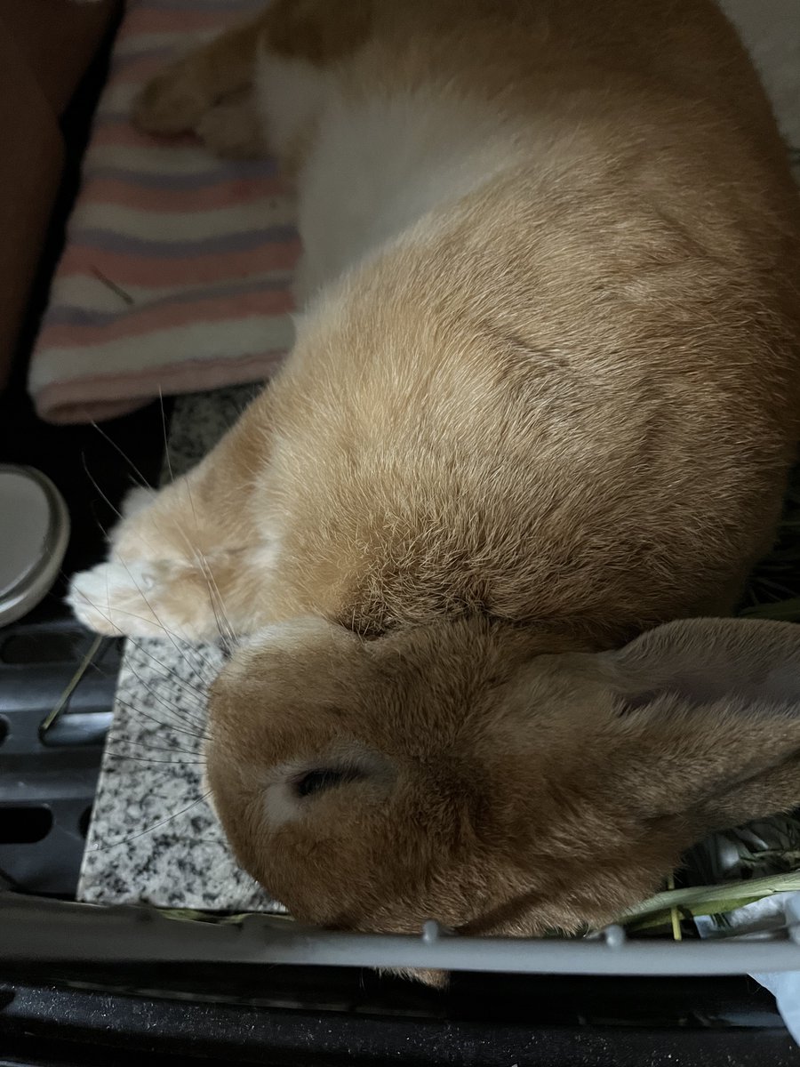 おやしみなさい😴