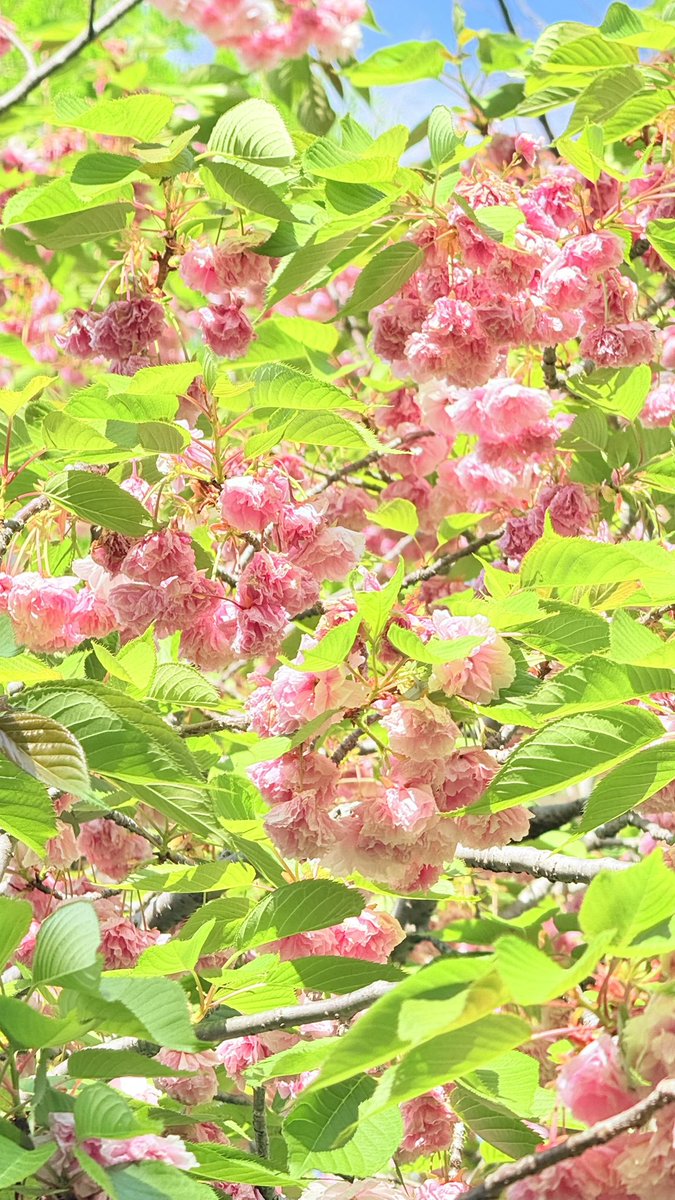 舎人公園続き。
 #TLを花でいっぱいにしよう