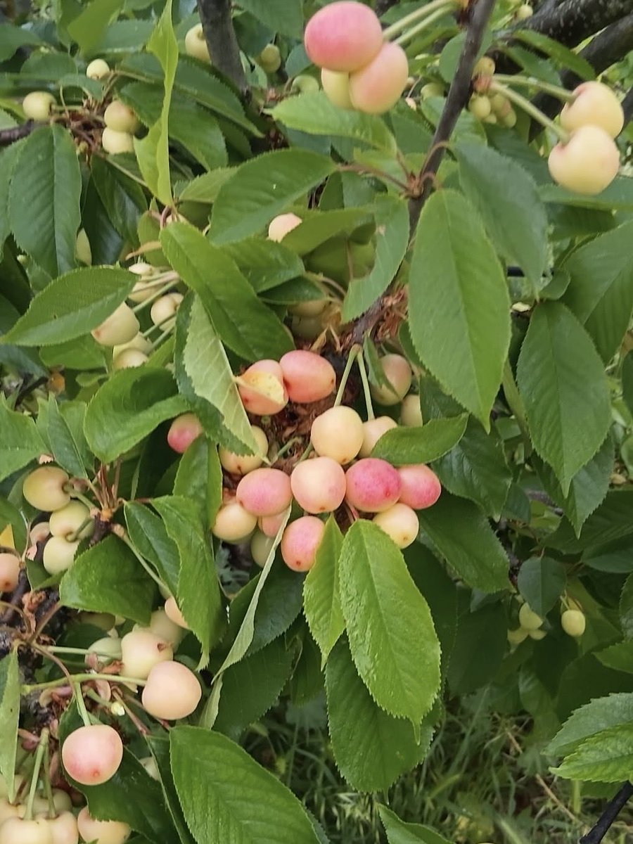 Terra Pagesa tweet media