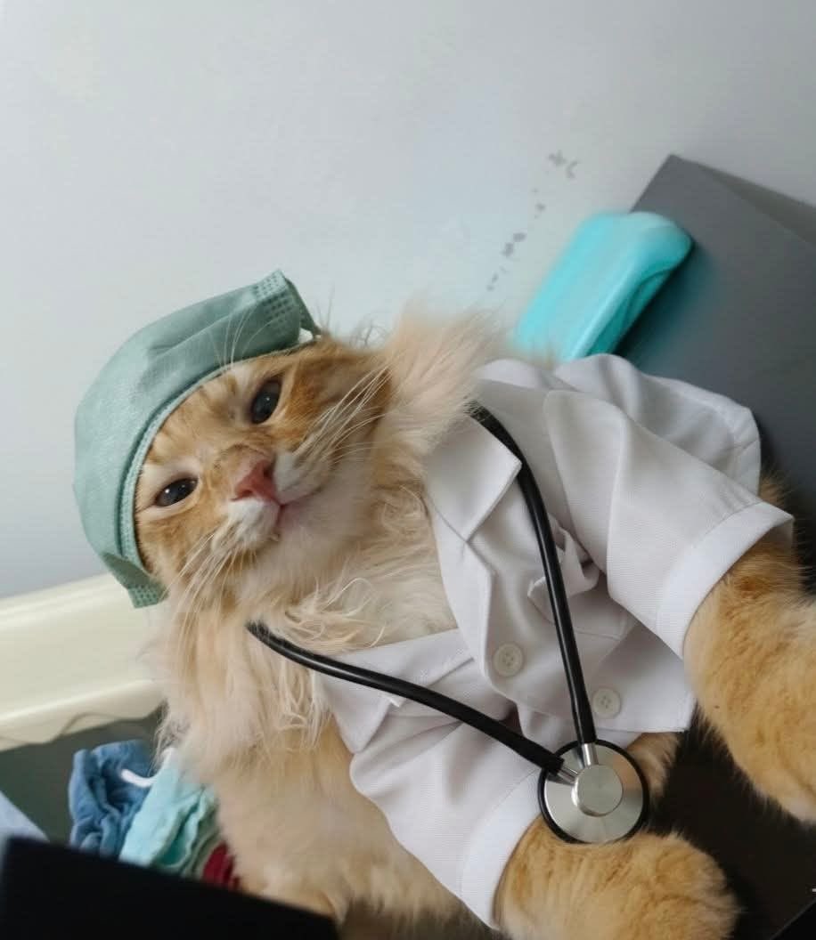 เหมือนแมวหน่อย แต่หมอแน่ หมอแท้ ๆ มีใบรับรอง ขนาดคนเคยป่วยยังเคยโทรหาหมอมิก

#นี่เป็นหมอจิงๆนะ