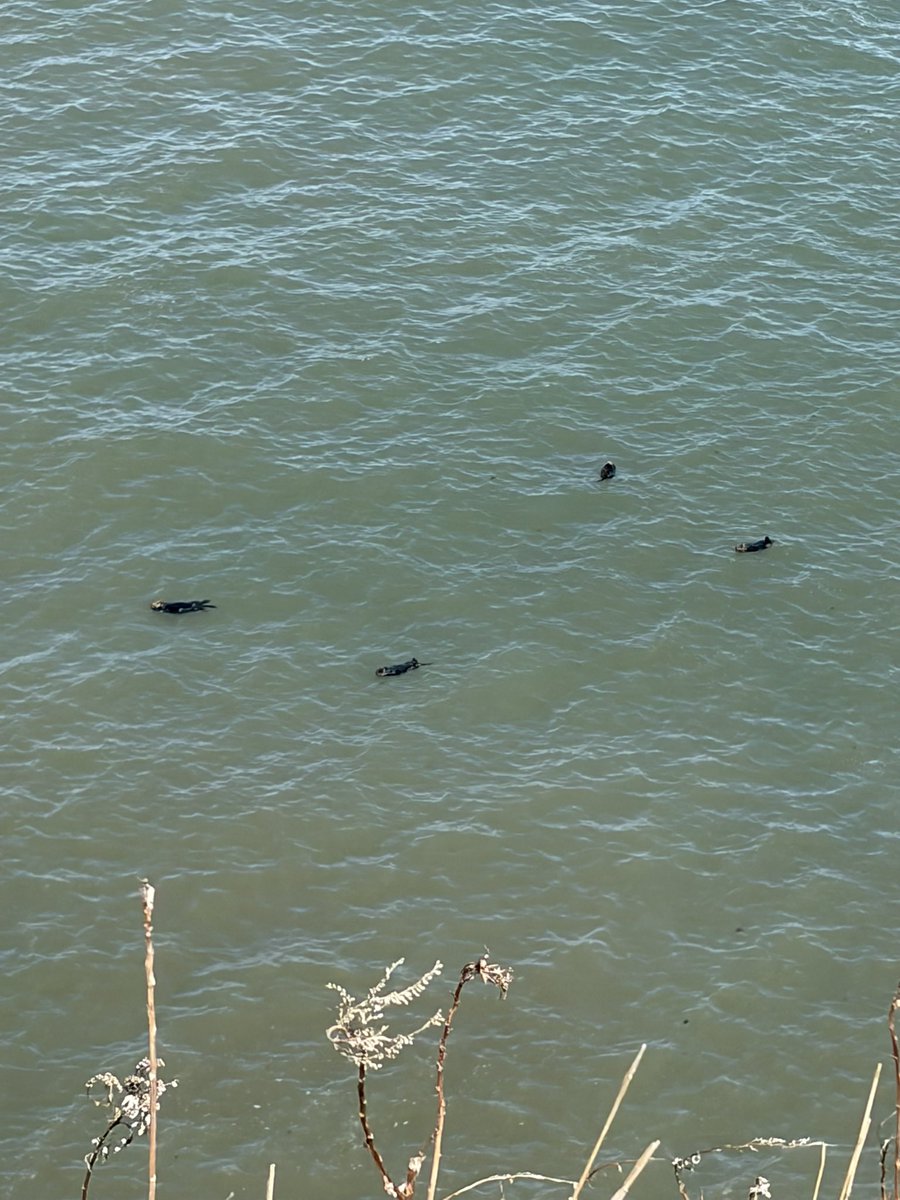 しゃーくれ@35周年車RF tweet media