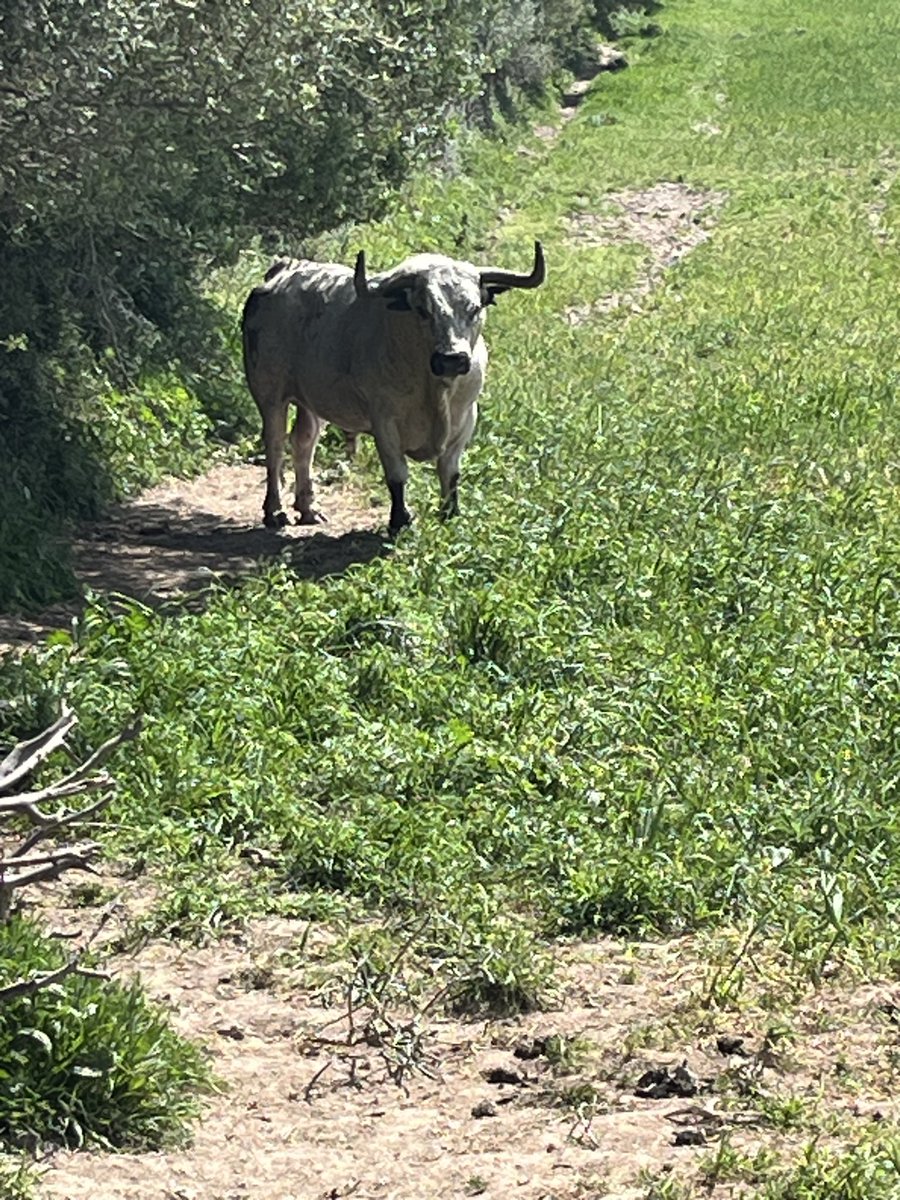 Me encanta observarlos. Serios, macizos, poderosos.