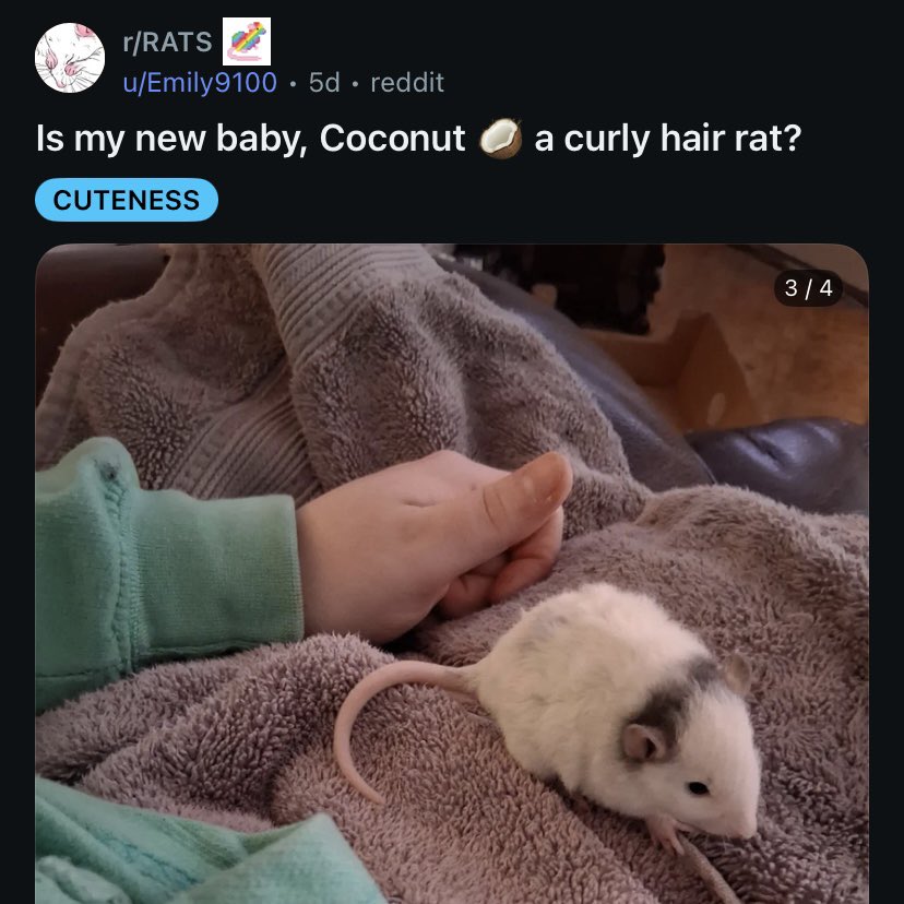 Rach Ratos tweet media