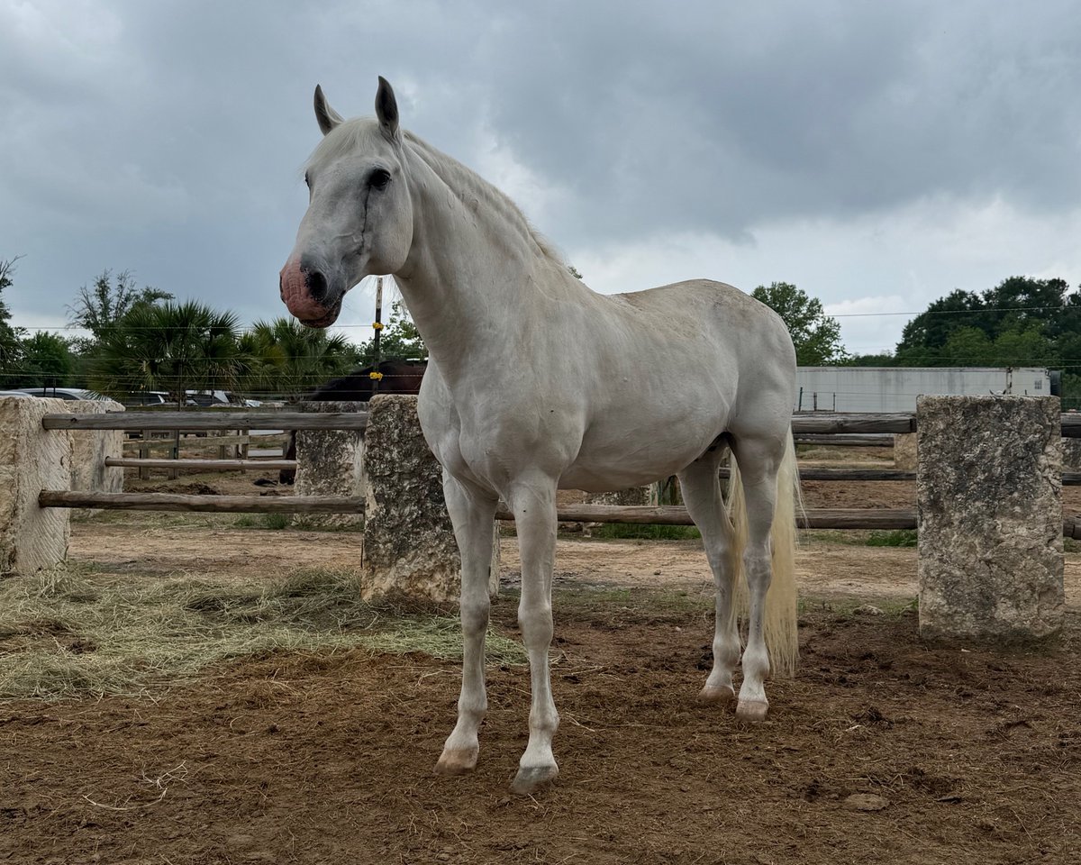 walfridolopez's tweet photo. Texan Beauty 🤩 https://t.co/zT4JsMLh7x