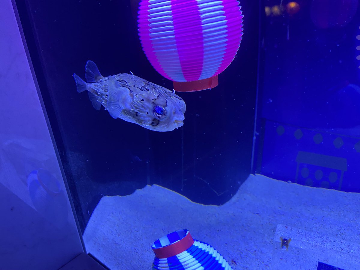 岐阜暴威 tweet media