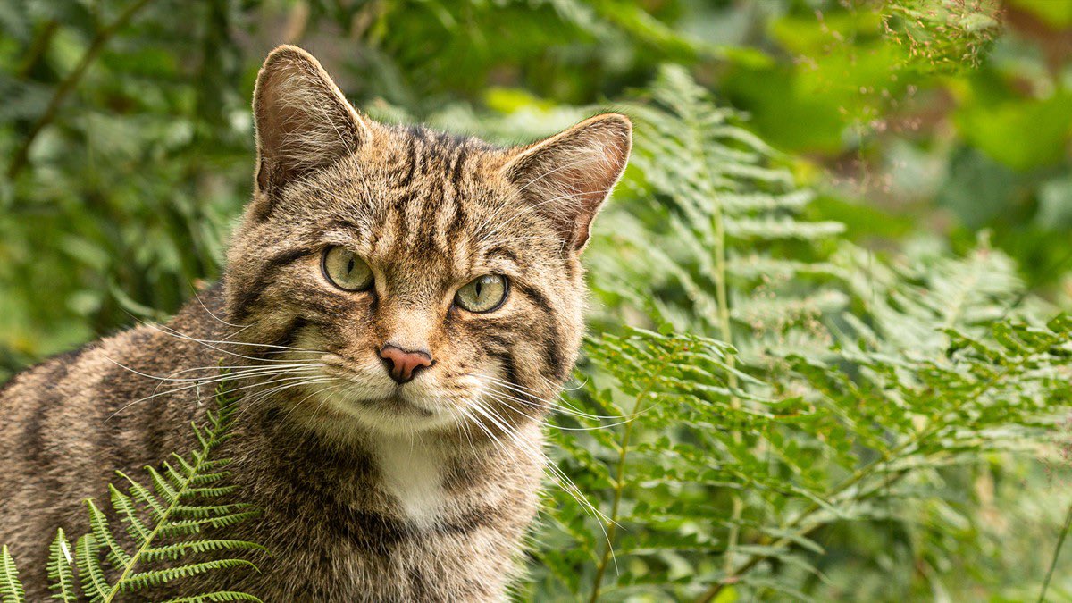 WadeJo8's tweet photo. Daily Cat Fact
The European Wildcat aka felis silvestris is a solitary nocturnal predator that resembles a large stocky tabby. Has a thick busy tail, short legs, and walks on its tip toes. They live in forests preying on small animals, birds, and reptiles. The European Wildcat usually weighs 6-18 pounds, is 17-31 inches long with a tail 10-14 inches long.
