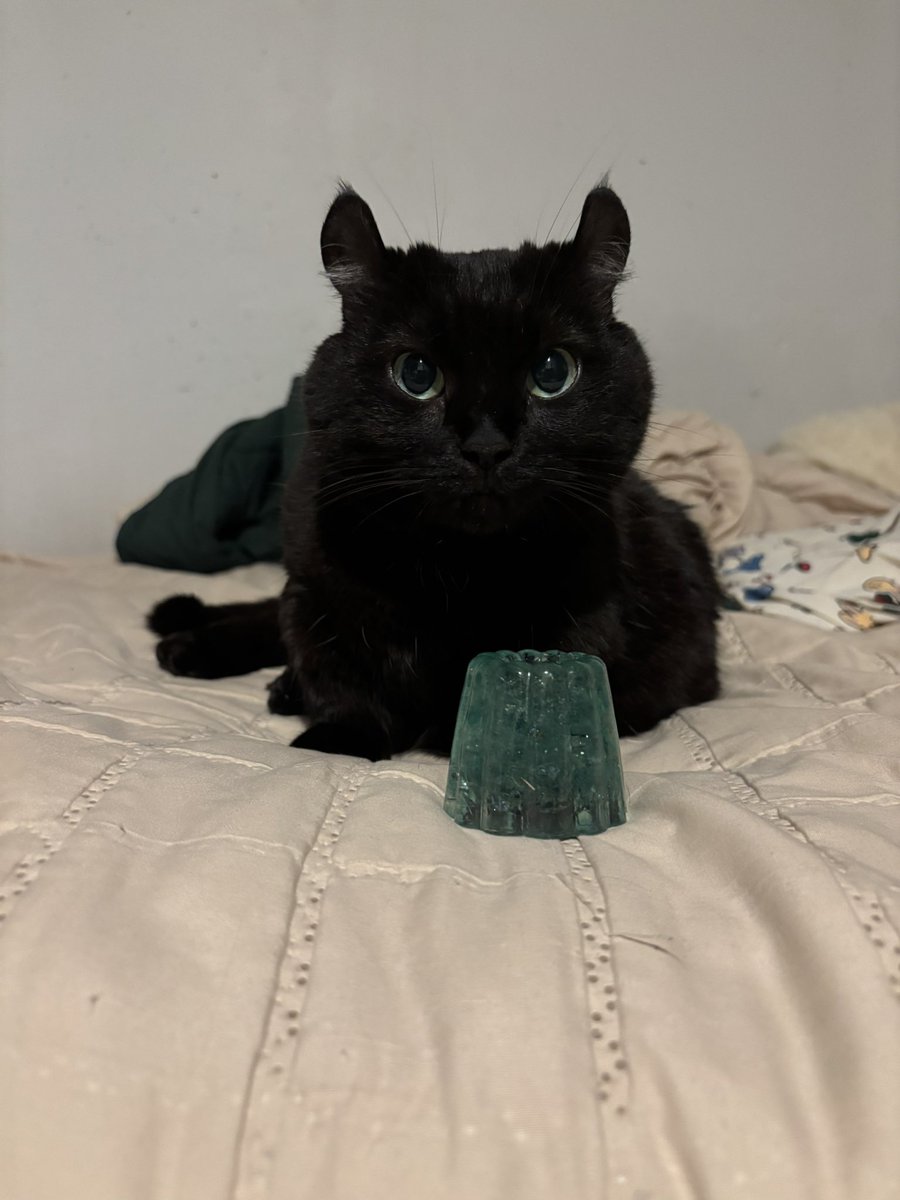 돌리스타 tweet media