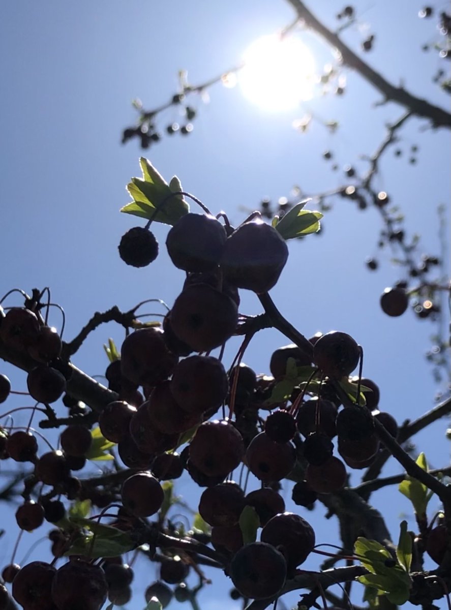 CJYoon4's tweet image. Glorious Sunday!

#Spirit #Presence #Divine #Rejoice #BeHappy #BeLight #Grateful #SoulfulSunday 

Exultation