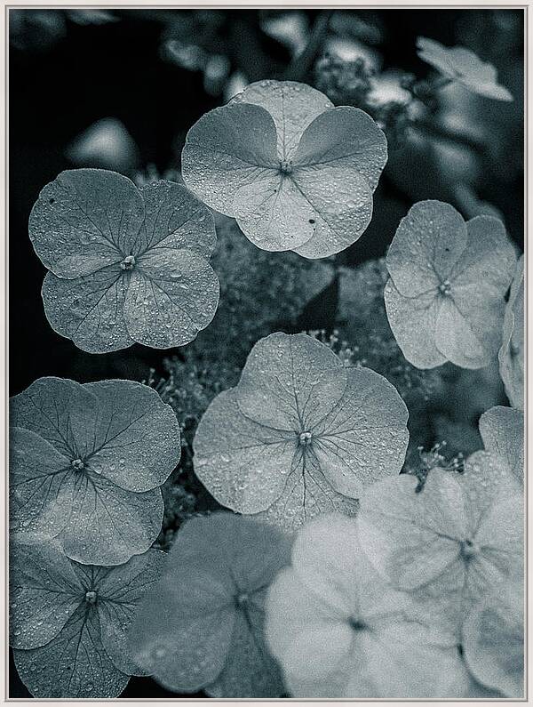 rachllea's tweet image. Oakleaf Hydrangea in the Early Morning 3 - Monochromatic

⚫️ rachelsfineartphotography.com/featured/oakle…

#naturephotography #spring #wallart