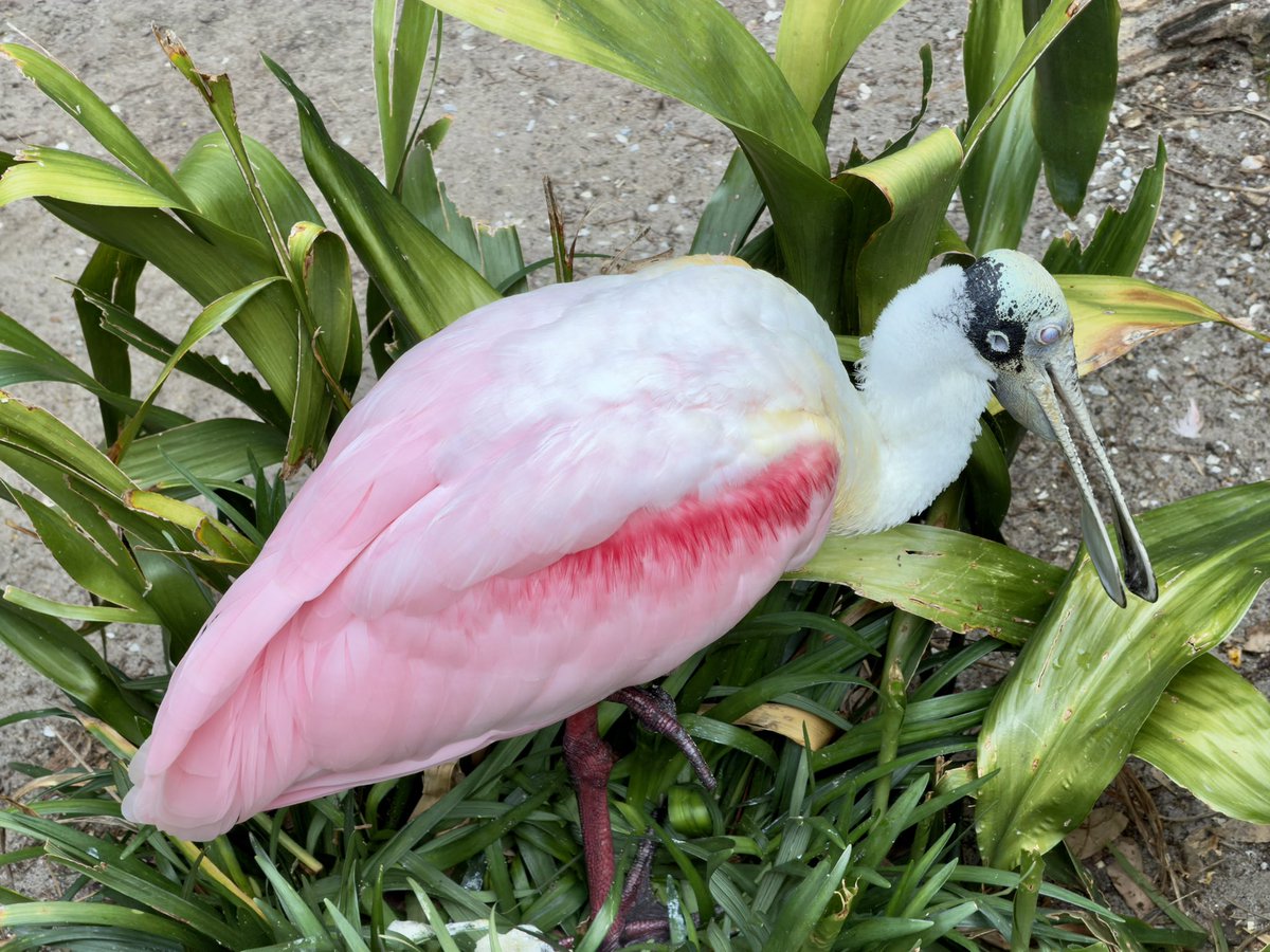 Mariann Bell tweet media