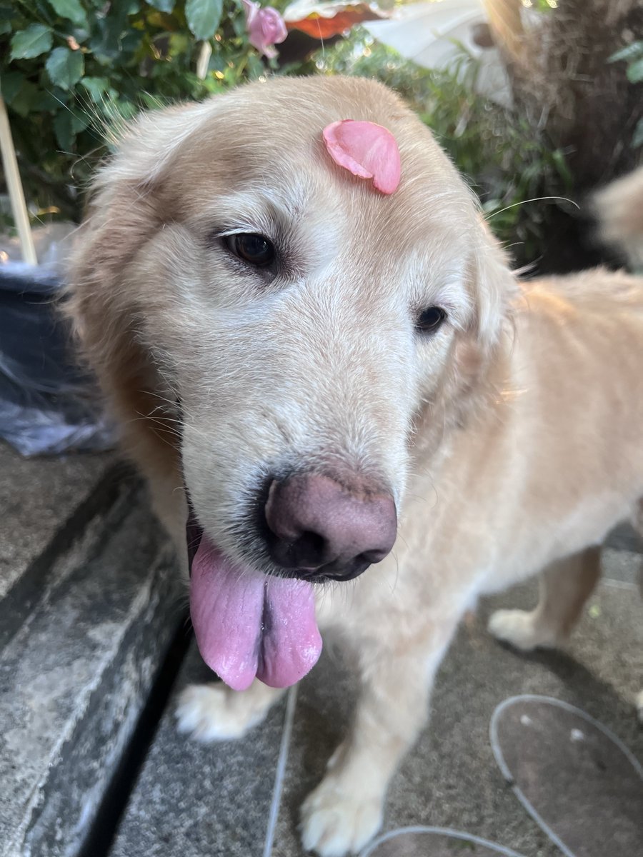 มันนี่เป็นโกลเด้นหูเล็ก 🦮🐶 tweet media