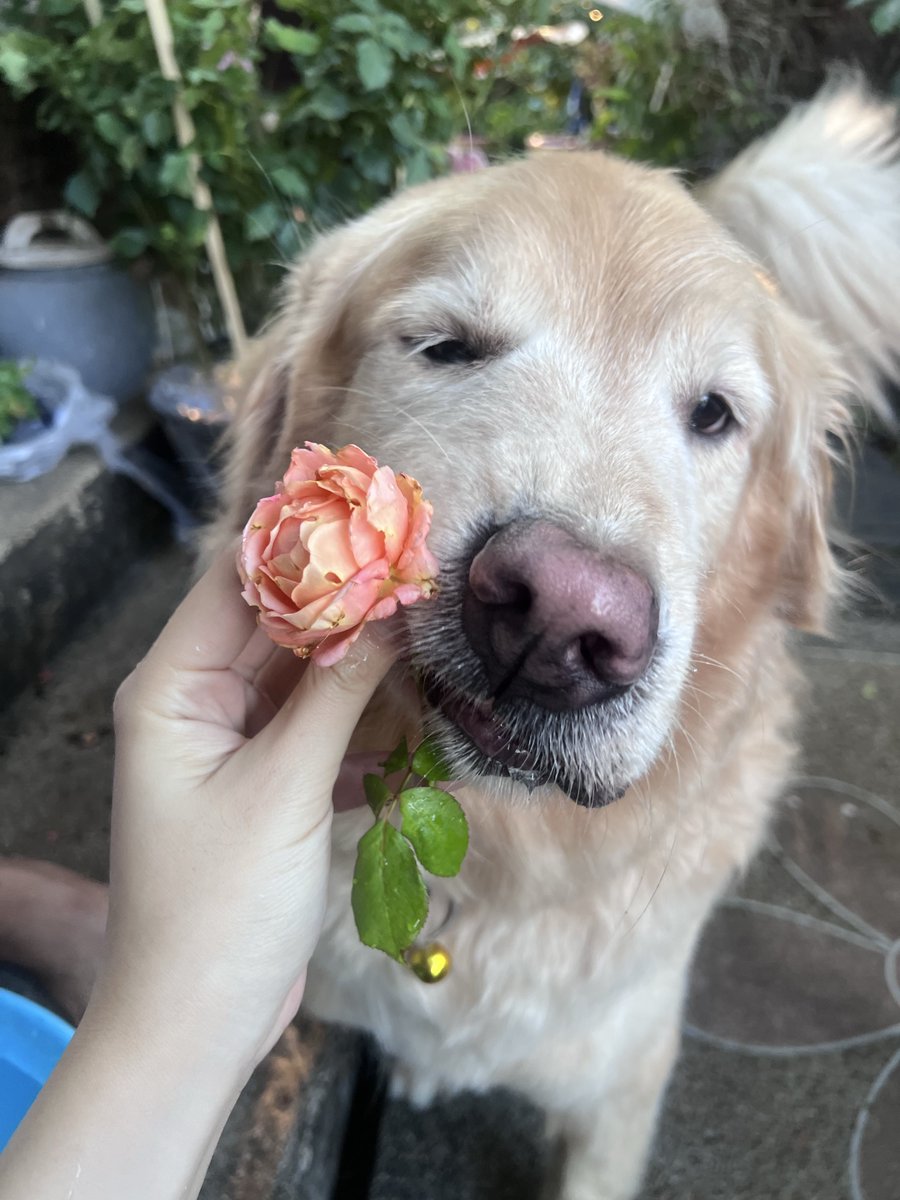 มันนี่เป็นโกลเด้นหูเล็ก 🦮🐶 tweet media