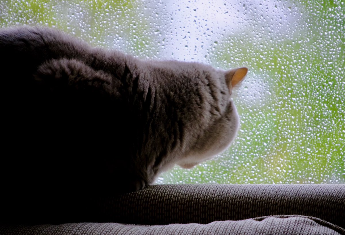 Syed Z. Ali tweet media