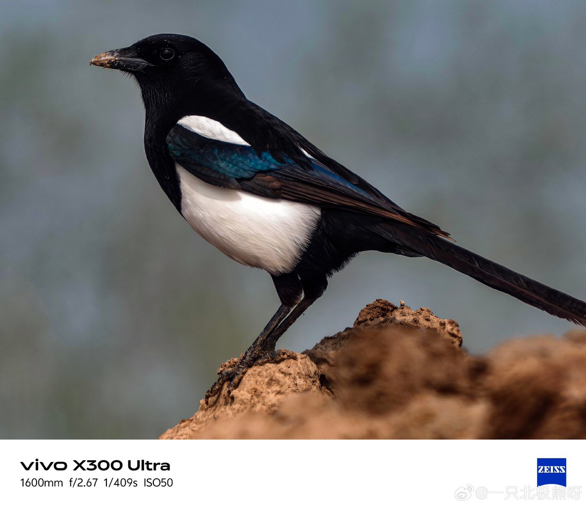 ayansonunigam's tweet image. Vivo X300 Ultra 🚨 

Camera samples 👇 Using 400mm Teleconverter 🤩
#vivo #vivoX300Ultra #OriginOS6
