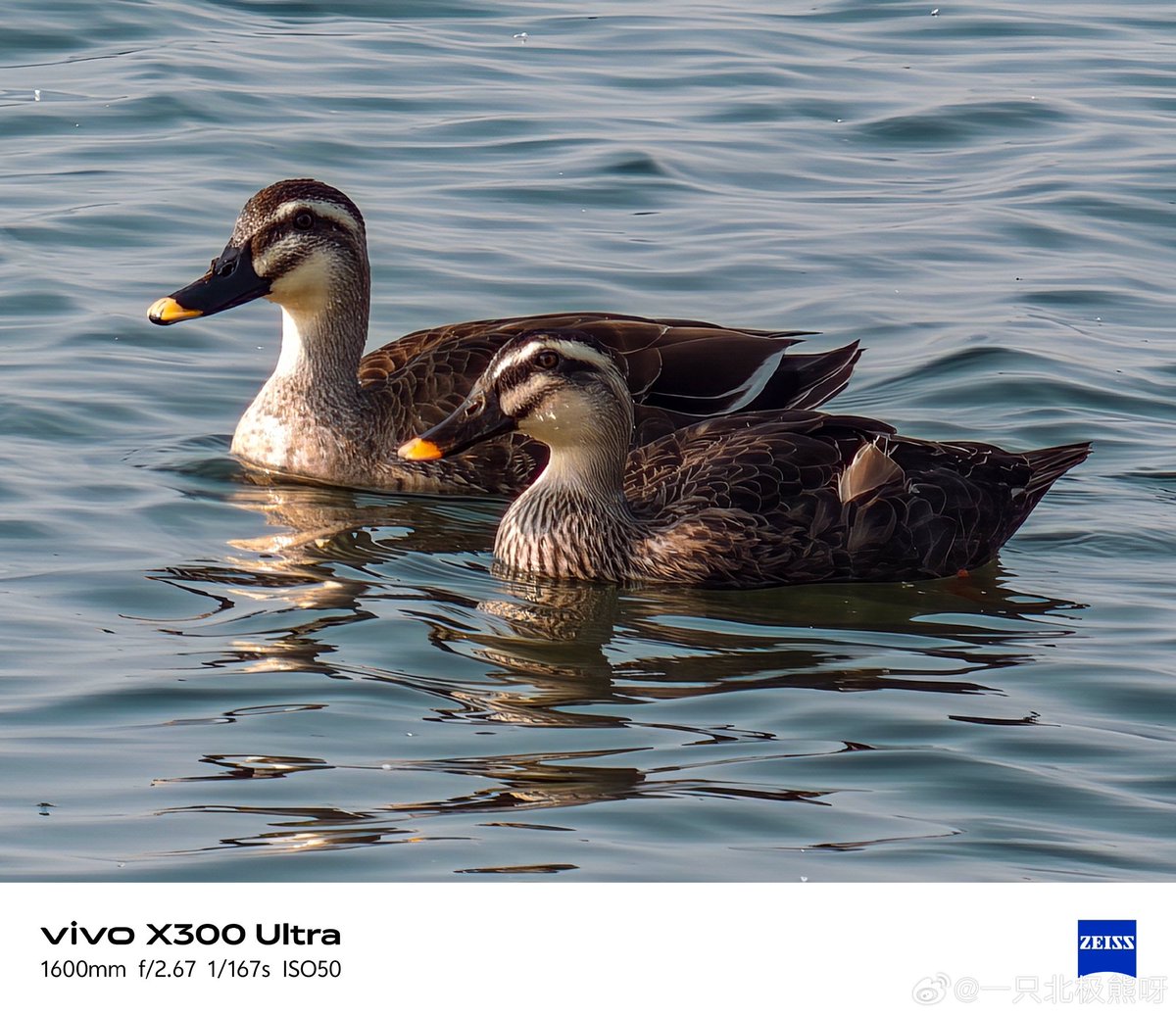 ayansonunigam's tweet image. Vivo X300 Ultra 🚨 

Camera samples 👇 Using 400mm Teleconverter 🤩
#vivo #vivoX300Ultra #OriginOS6