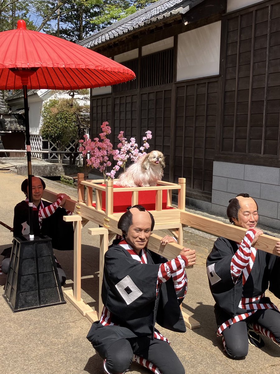 小顔シーズーこまちゃん tweet media