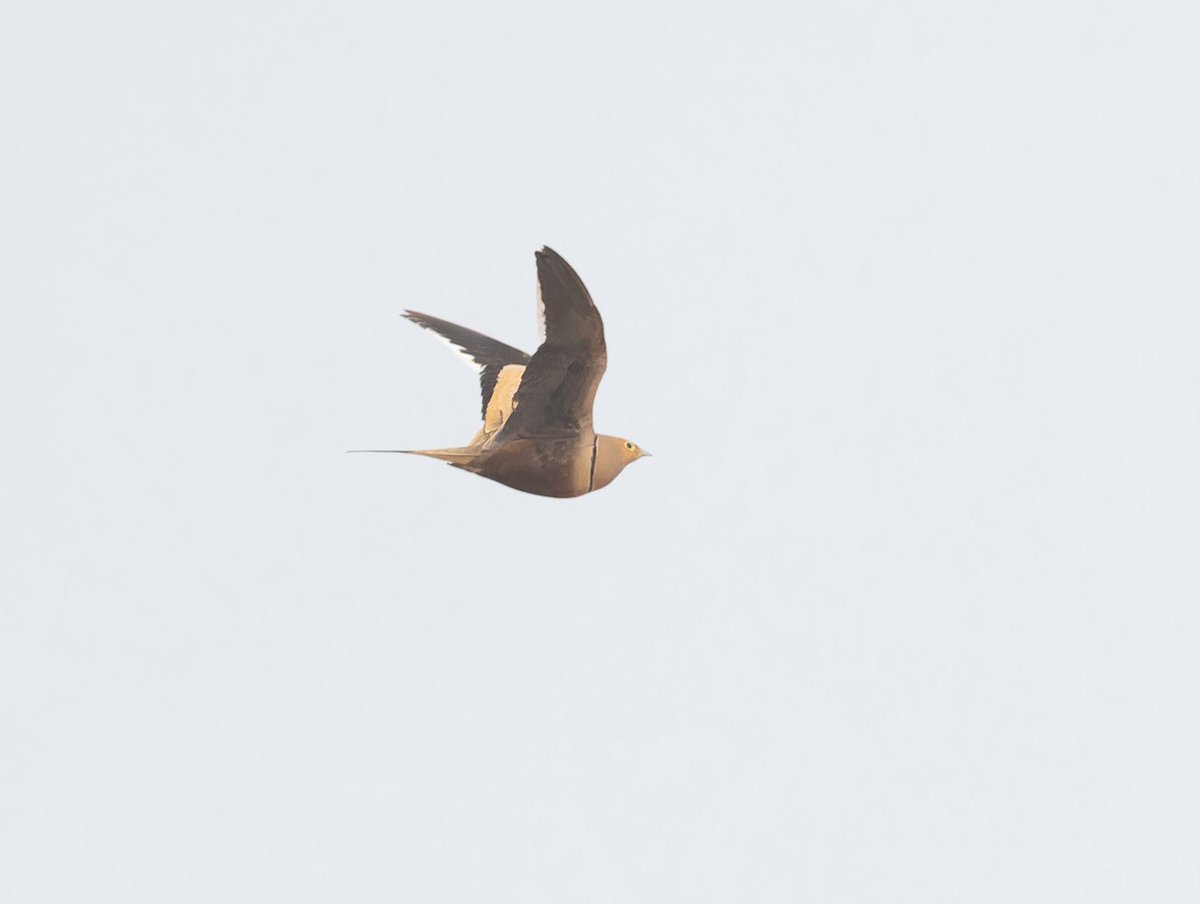 zootherabirding's tweet image. Really excited to nail Chestnut-bellied Sandgrouse about 4 hours south of Cairo. Thought extinct in the Western Palearctic until a small population was rediscovered in this area in 2012. #Egypt #BirdsSeenIn2026 #birding