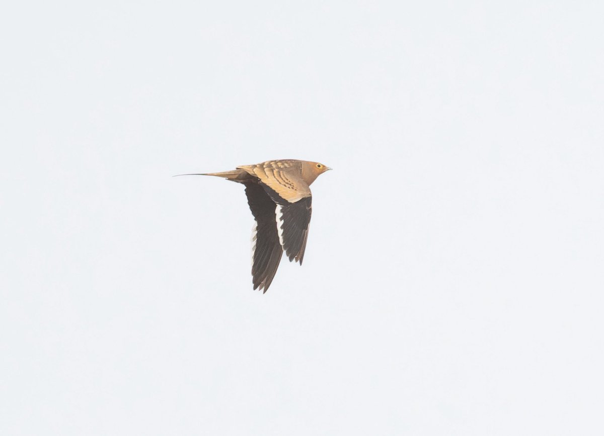 zootherabirding's tweet image. Really excited to nail Chestnut-bellied Sandgrouse about 4 hours south of Cairo. Thought extinct in the Western Palearctic until a small population was rediscovered in this area in 2012. #Egypt #BirdsSeenIn2026 #birding