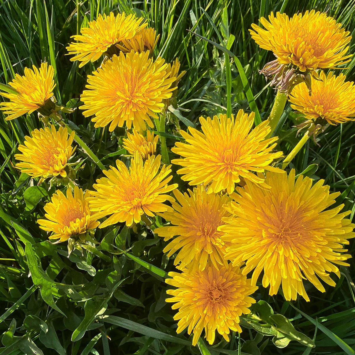 Devil😈 love tweet media