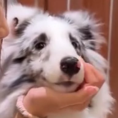 หลิงปิ๊ป ︴𝐈 ♥️ ตี๋ tweet media