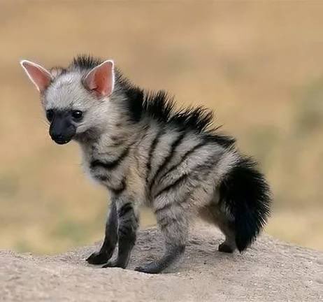 Animal of the Day:

Aardwolf!

Ever thought:  “I want a hyena, but they’re too large for my tiny, midtown apartment?”

Good news!  They come in a miniature version.  The Aardwolf is a teeny hyeny!  

But unlike its bone-crushing relatives, pretty much 100% of their diet…