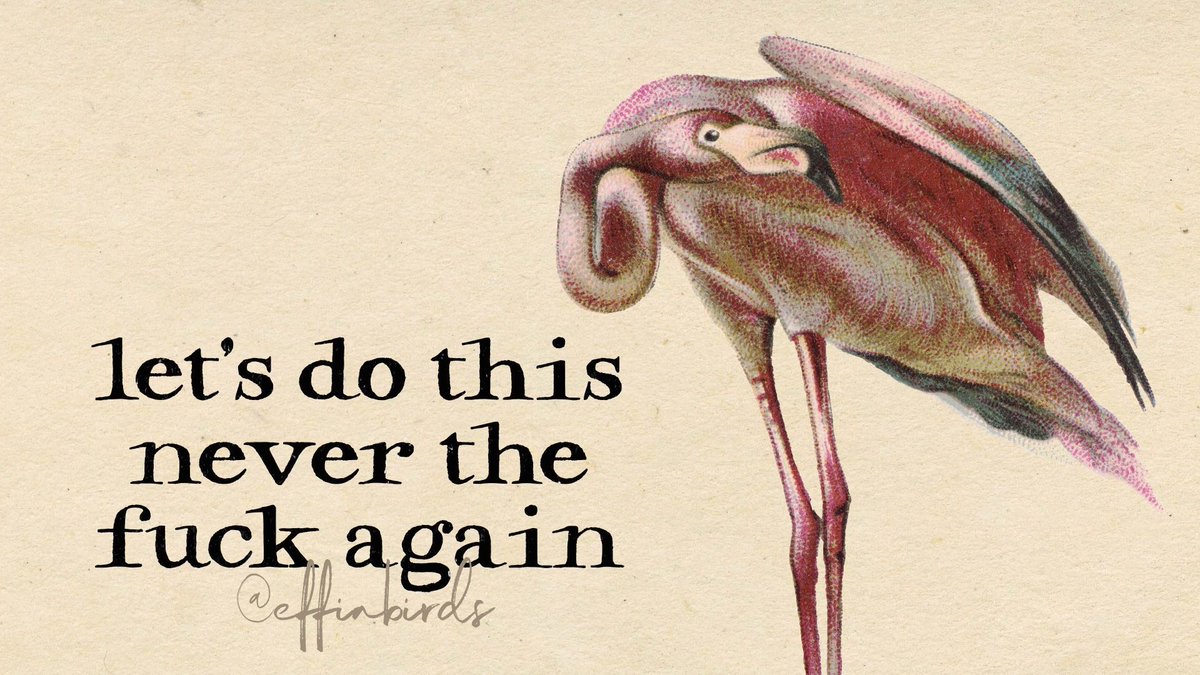 Effin' Birds (@effinbirds) on Twitter photo 