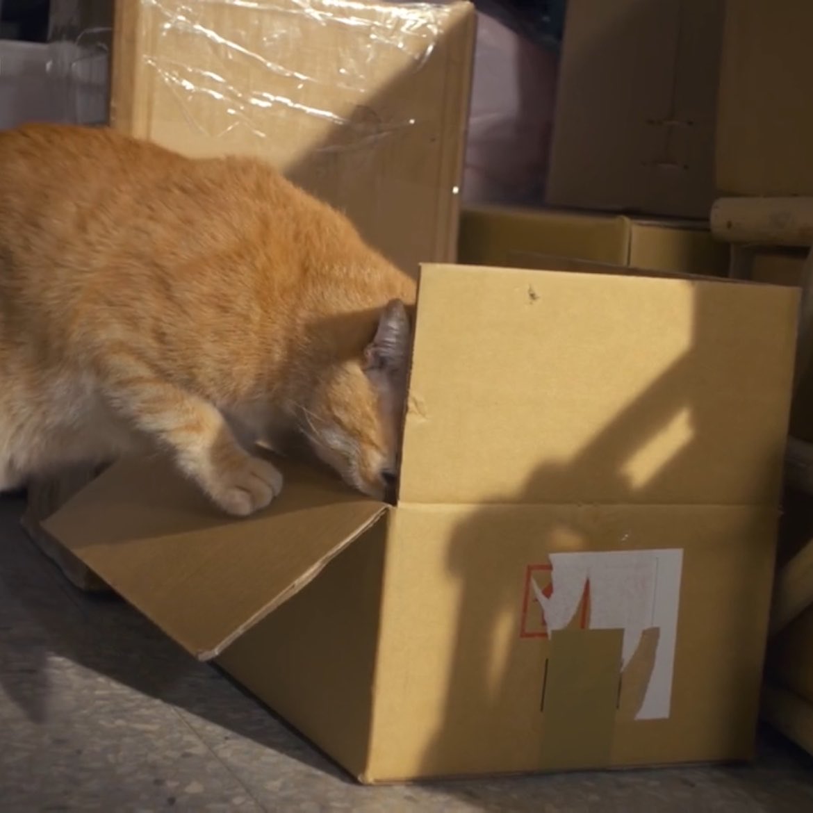 captainbrwnbear's tweet image. Thanks to this cutie, CHIPS 🐱, because what the ending would be like if chips didn't show the way to get the notebook 🥹 #Fruit #果實