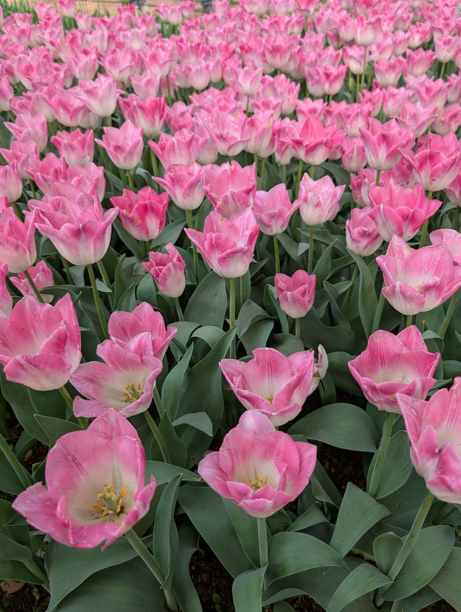 saxsassy's tweet photo. お花はキレイだなぁ✨️🌷 https://t.co/niVpjQdi2Y