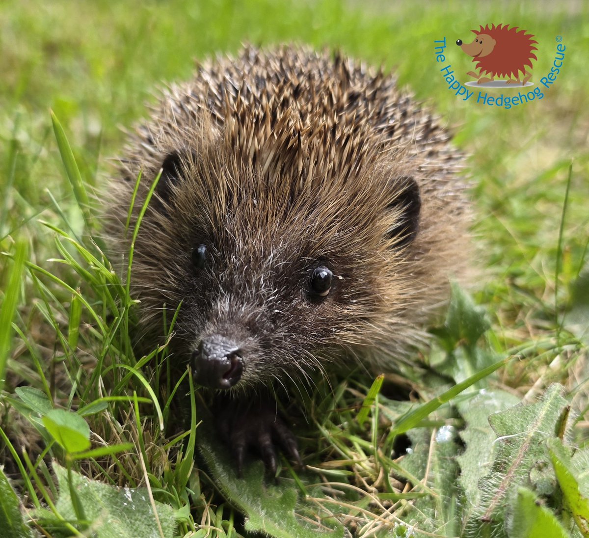 The Happy Hedgehog Rescue tweet media