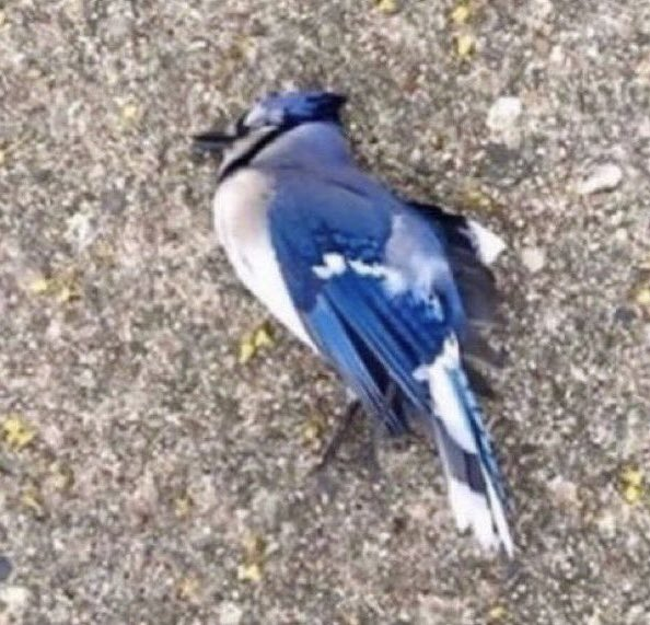 Cheese800899's tweet photo. @BlueJays https://t.co/zt7xHIcFcM