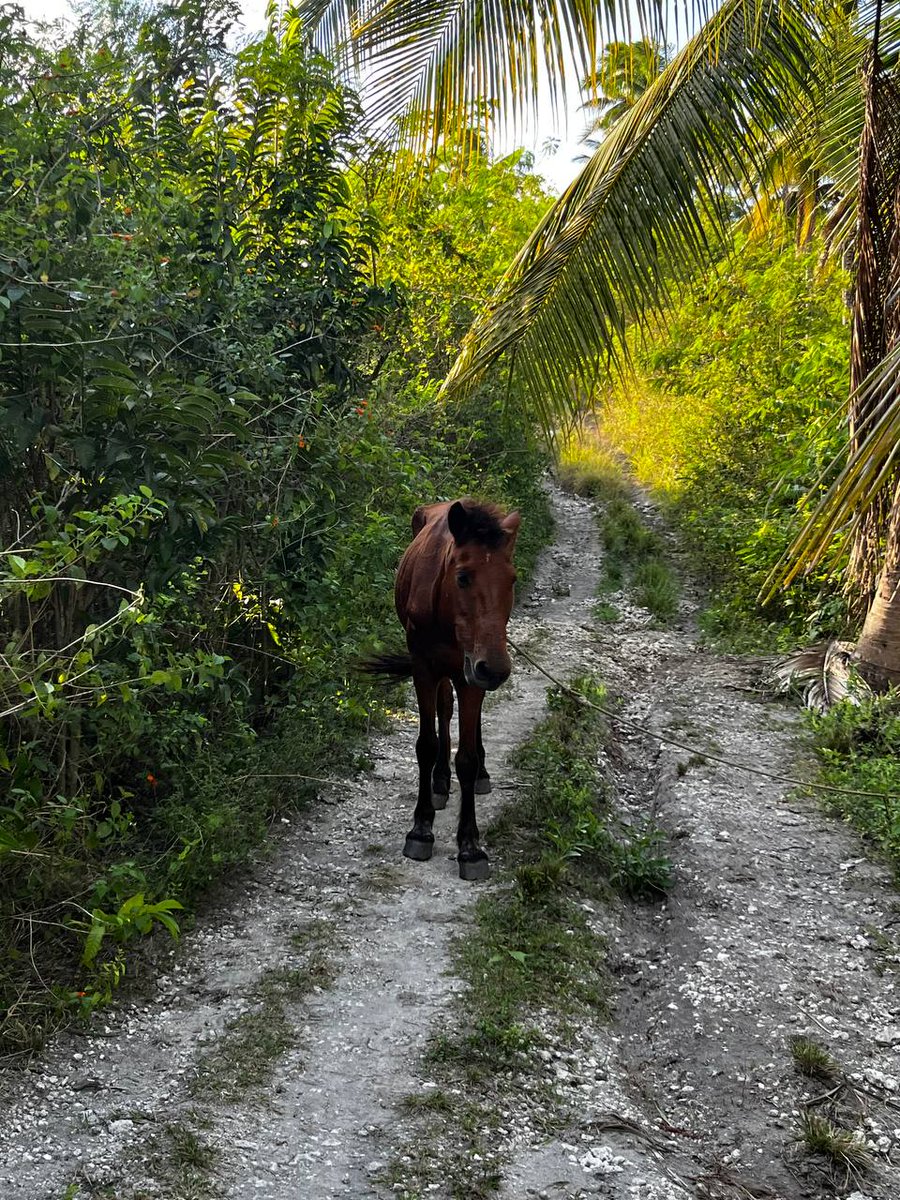 grayyqwqw's tweet image. 50 years after Himmel the Hero’s death… found myself at Sanchez Peak, Buko-Buko Peak.

#Philippines