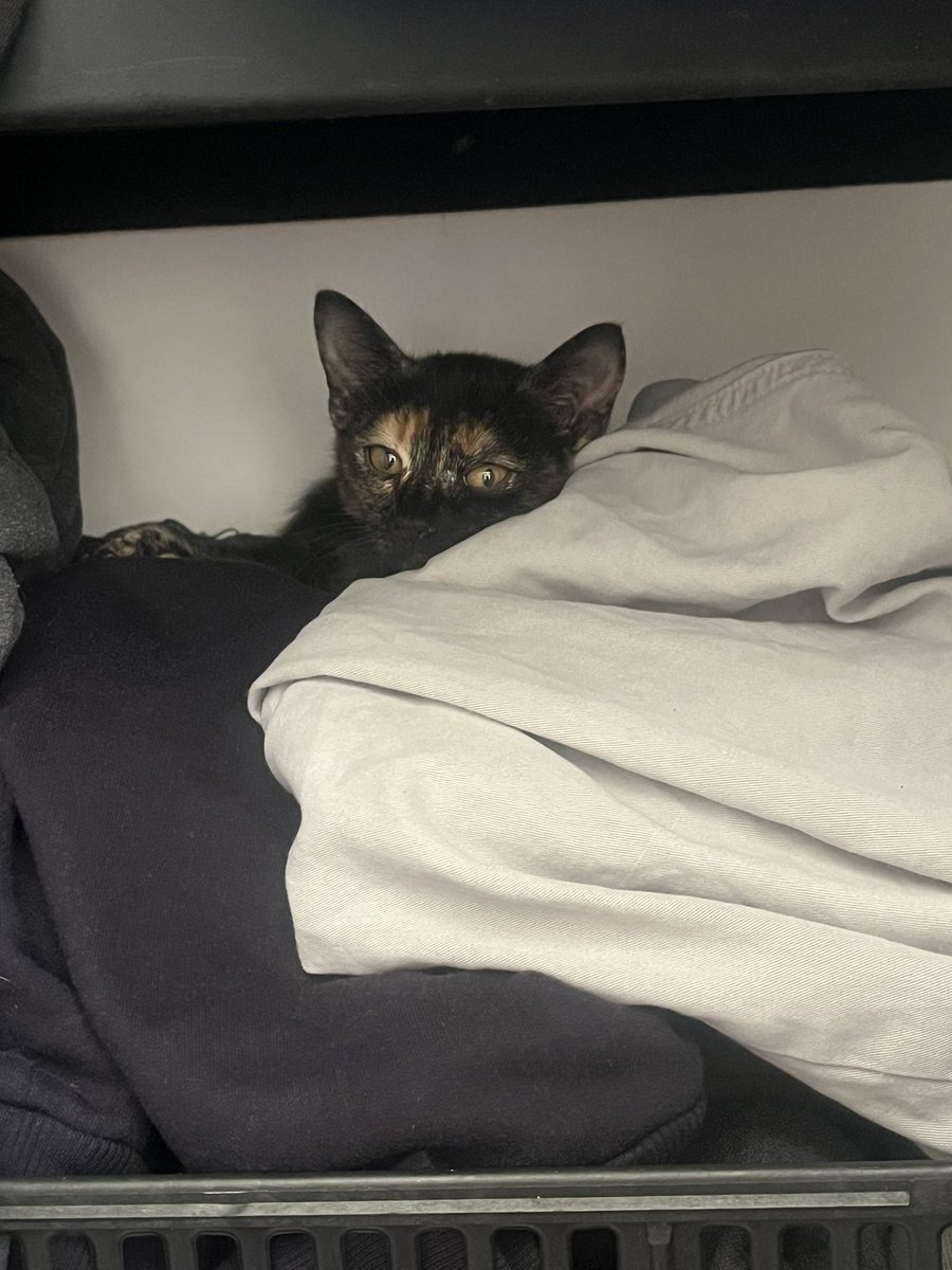 Mike🇵🇸 tweet media