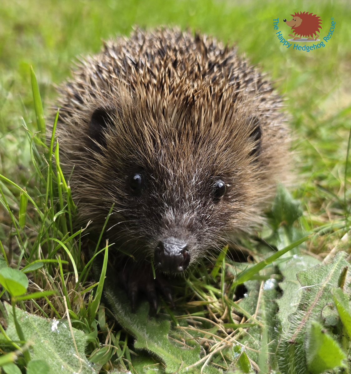 HappyHedgehog3's tweet image. All creatures deserve to live a safe happy life,  and we are privilaged to be able to give these georgeous creatures a second chance in the wild. #welovehedgehogs #hedgehogs #rescue #beautiful