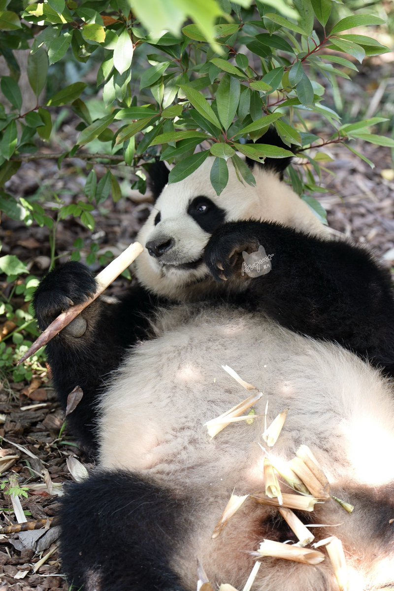 📸 260419 润玥（Run Yue）

#润玥 #runyue #成都大熊猫繁育研究基地