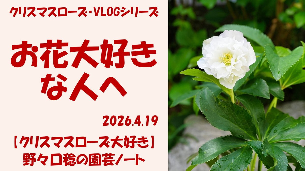 野々口稔（HELLEBORUS.JP） (@NONOKUCHI) / Posts / X