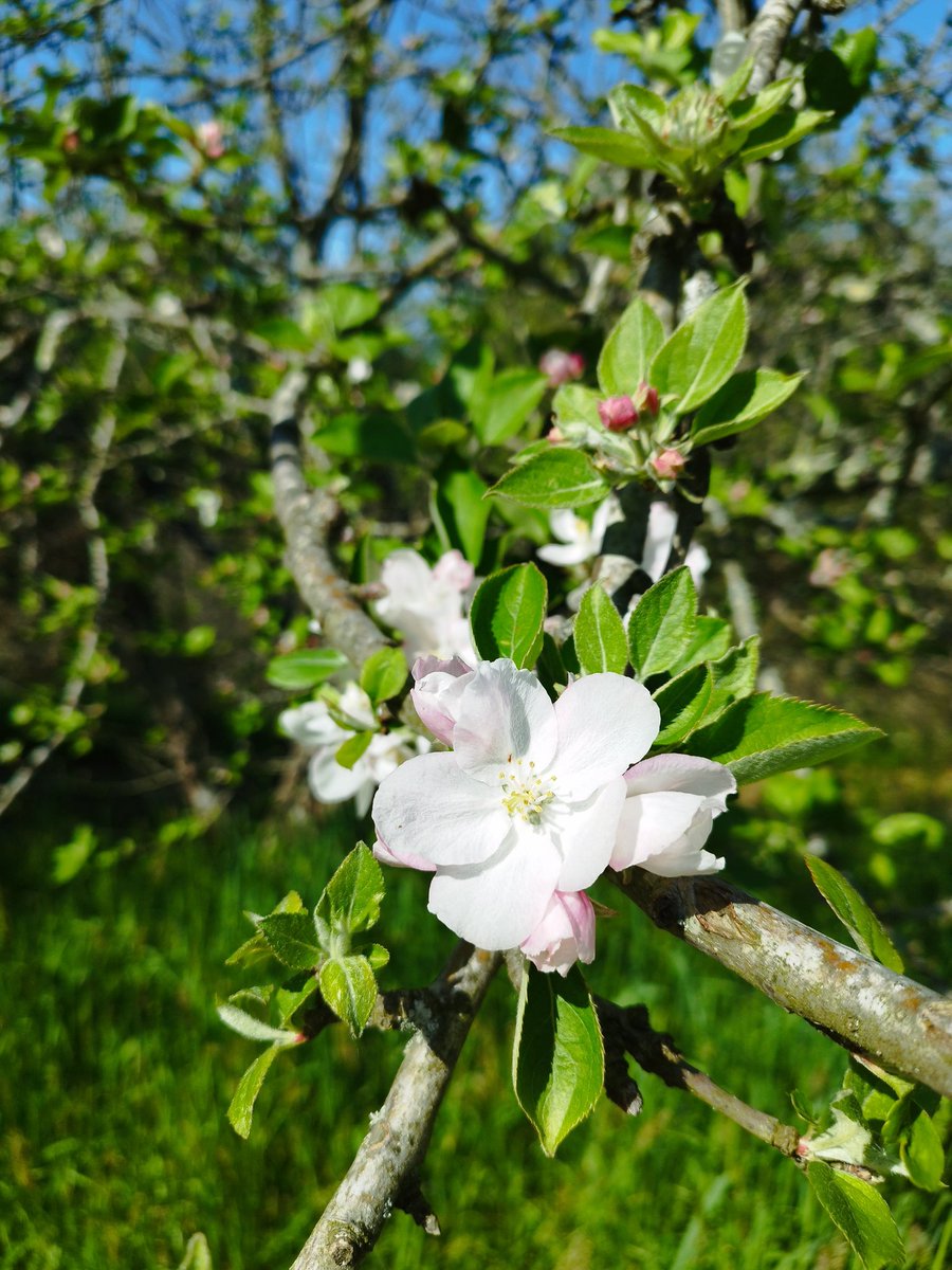 Ángela Redondo Almandoz tweet media