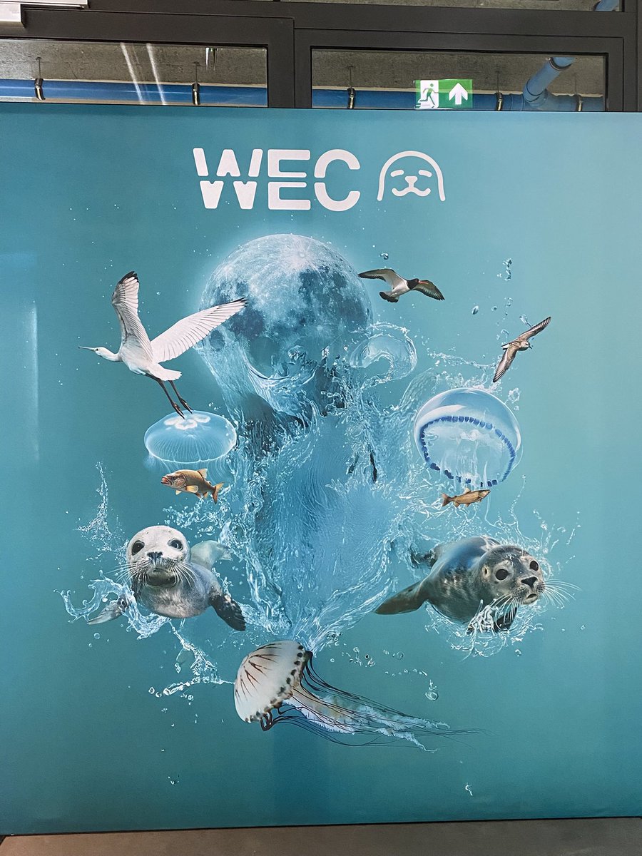 Zauberkatze tweet media