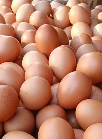 UrbanChiHome's tweet image. Now that the weather is teasing a bit of warmth, hens sometimes get adventurous. If they’ve been spending more time in  corners of the yard, they might have started a "secret savings account". #eggs #chickens