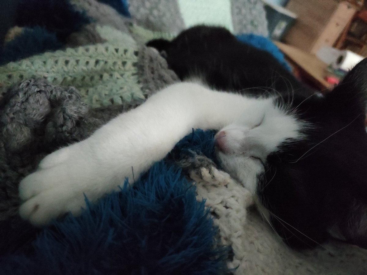 Rockkitties tweet media