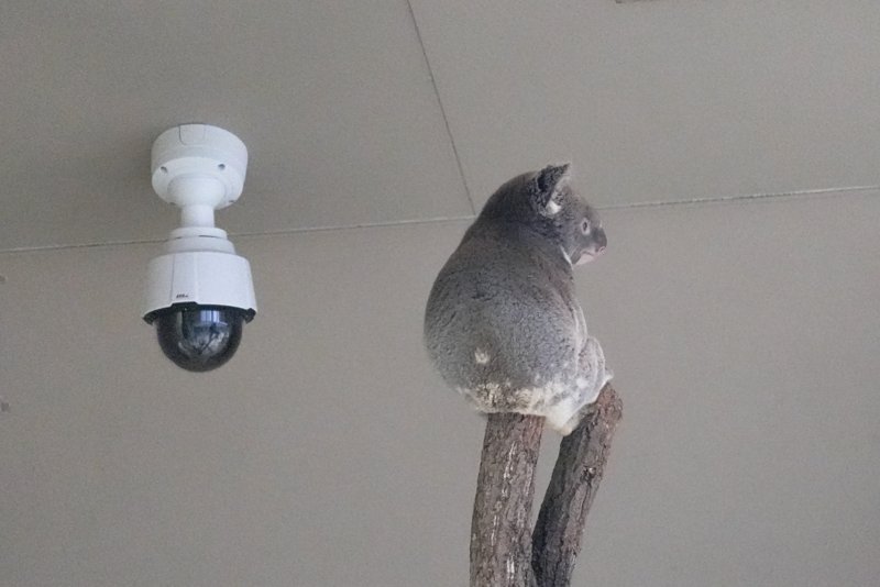 ContextKoalasJP's tweet image. #koala