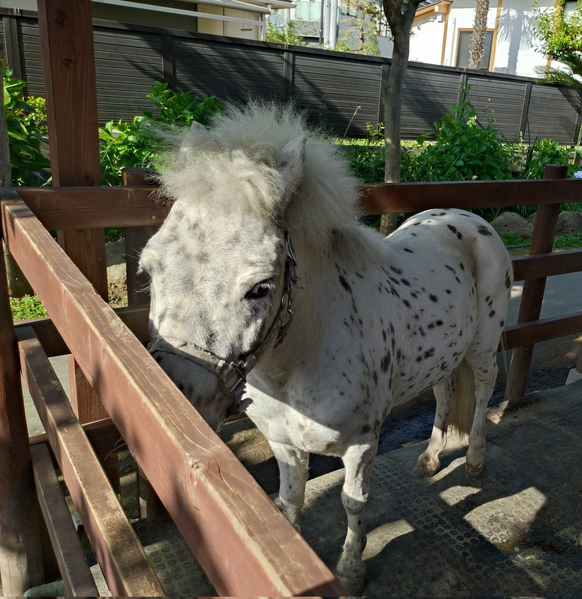 深海　魚美 tweet media