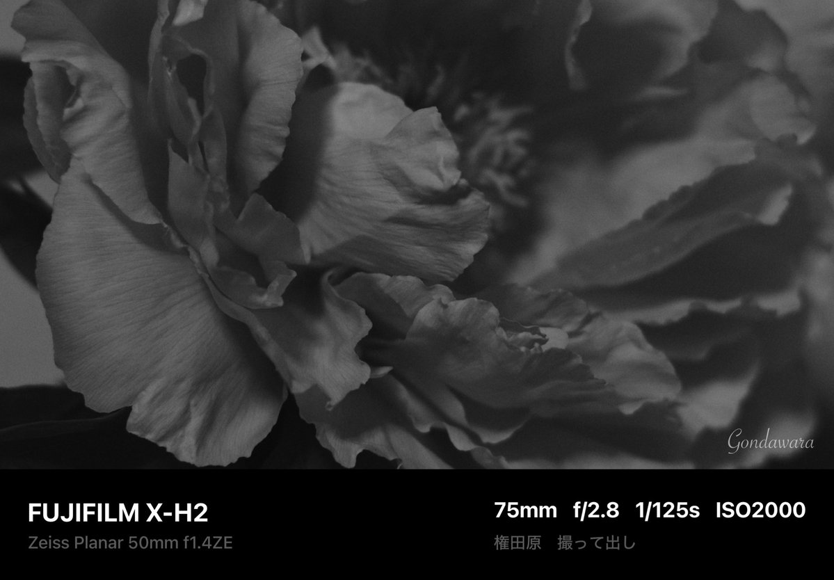 loqg78's tweet image. 絶望の時間帯だ🫠

#fujifilm_xseries #XH2 #Zeiss #Planar50ZE #ノスタルトーン