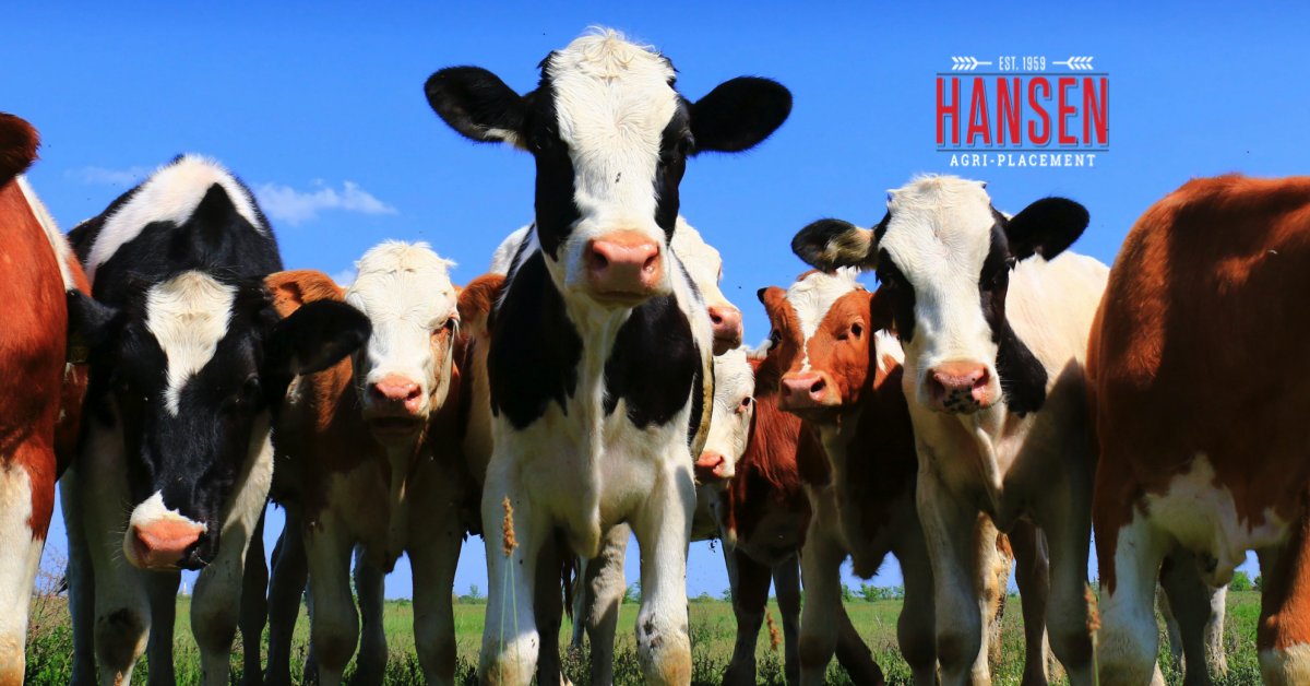 HansenAgriPLCMT's tweet image. Calf Yard Supervisor (KH-11010)
$70,000 - $ 80,000
Colorado
#AgJobs #CalfYardSupervisor #DairyProductionJobs #DairyFarmJobs 
hansenagriplacement.com/jobs/calf-yard…