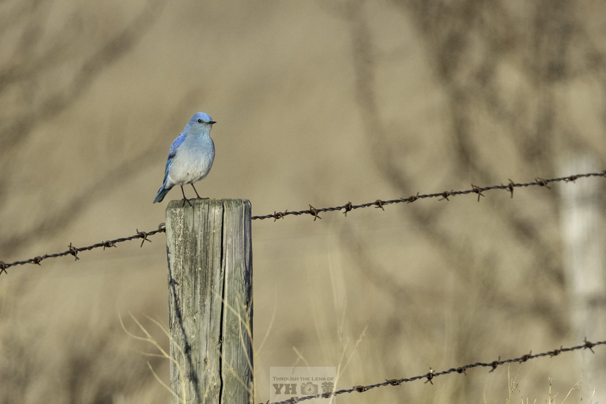 Yanyun Huang tweet media