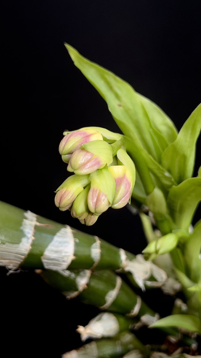 ElaOrchids tweet media