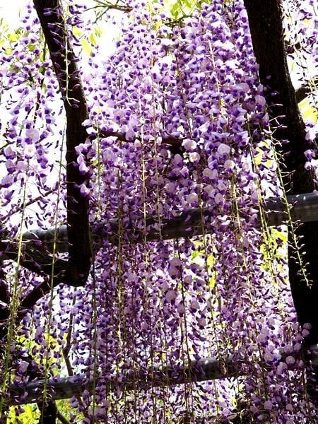 今から7年前の今日…2019年4月20日の唐津城の藤棚の様子はこんな感じ

青空に藤の花や新緑が映えて綺麗でした