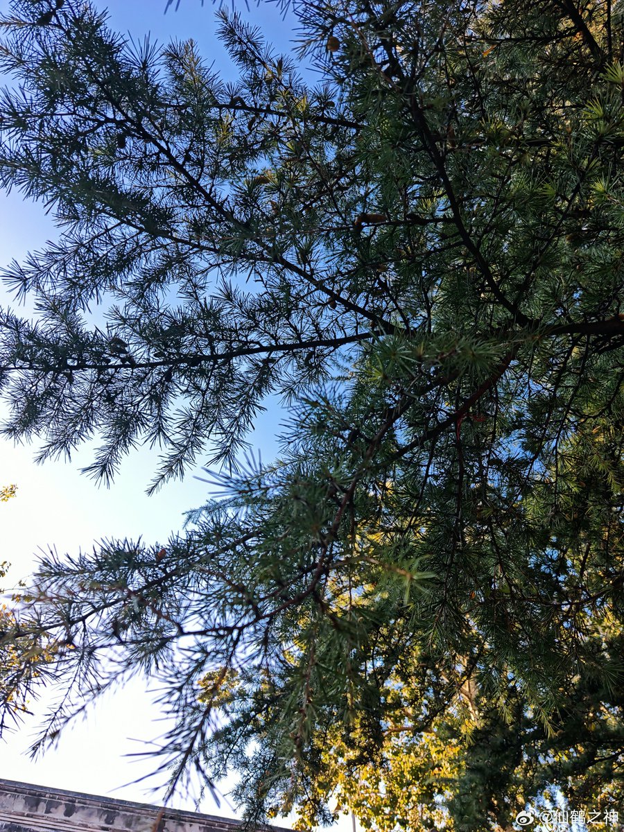 Cilou Dingo tweet media