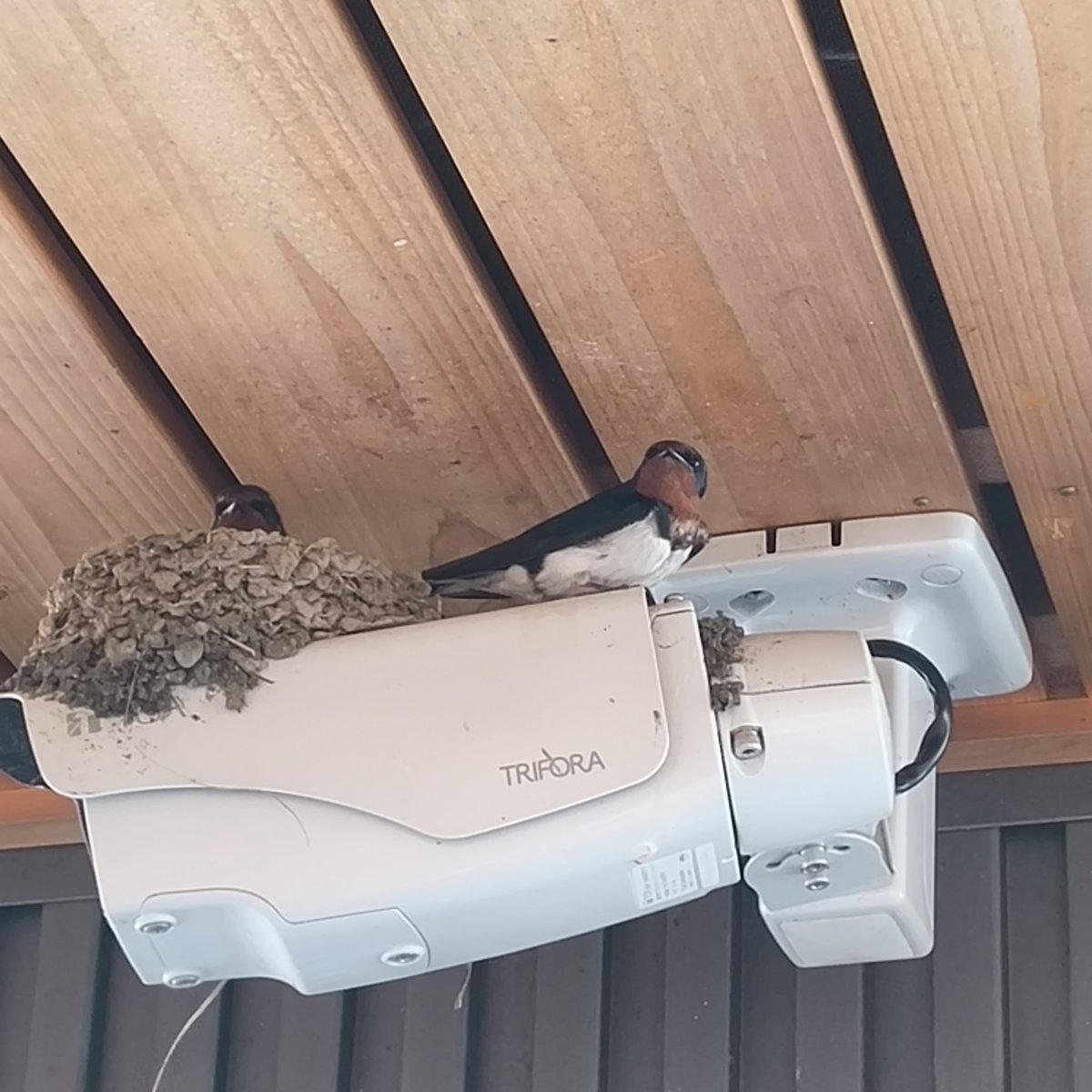 ゆた@在宅勤務ブロガー tweet media