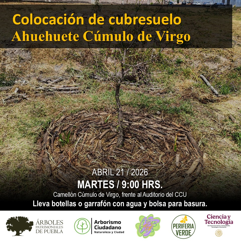 arboles_puebla's tweet photo. Jornada en torno al #AhuehuetedeCumulodeVirgo.
Los troncos y ramas son una alternativa para proteger el suelo y crear nichos para el refugio de insectos y reptiles, contribuyendo al incremento de biodiversidad.
Con estudiantes de artes BUAP, @ArborismoC y @periferiaverde.
🌳 🪻 https://t.co/tnJiumzGVC